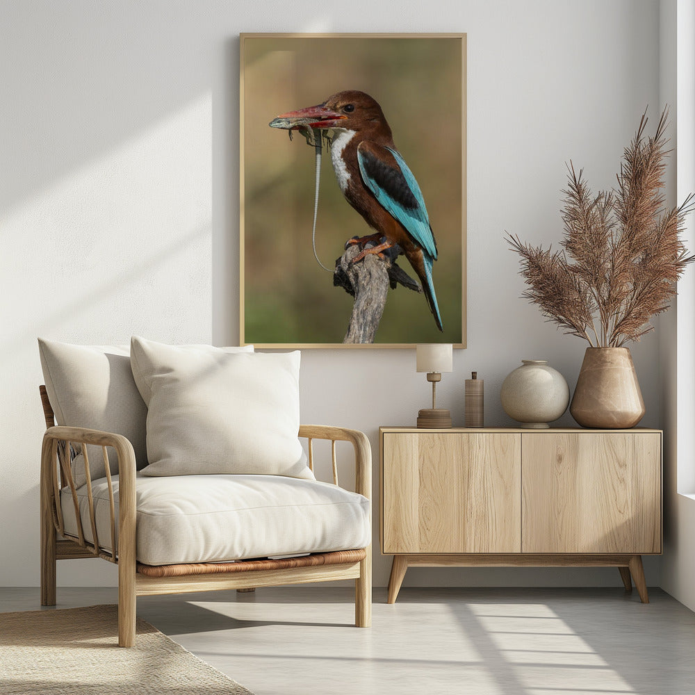 White-throated kingfisher AZ Poster