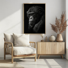 Chimpanzee Poster