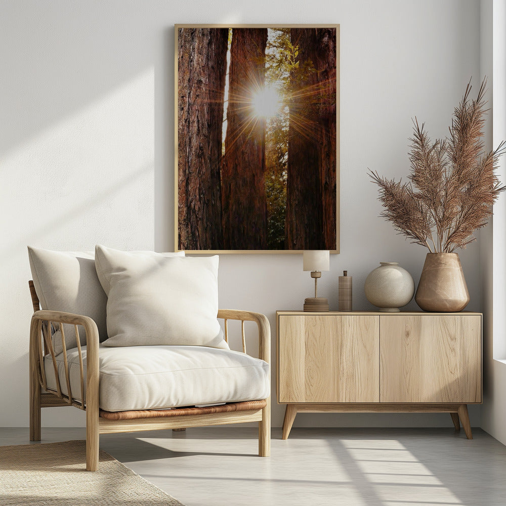 Redwood Forest Poster