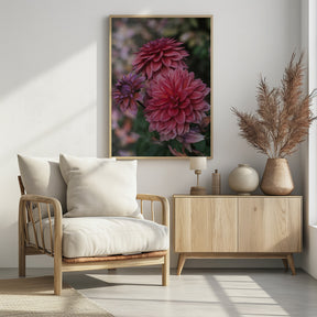 Dark Pink Dhalias Poster