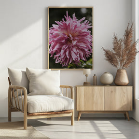 Light Pink Dhalia Poster