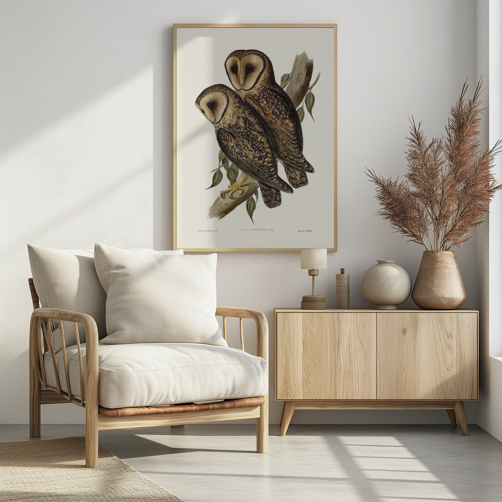 Masked Barn Owl Poster