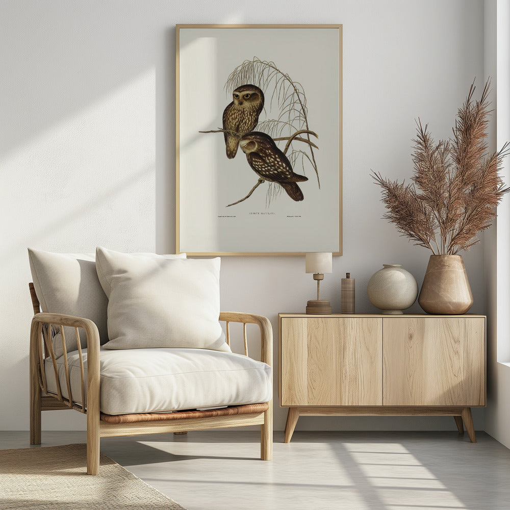 Spotted Owl Poster