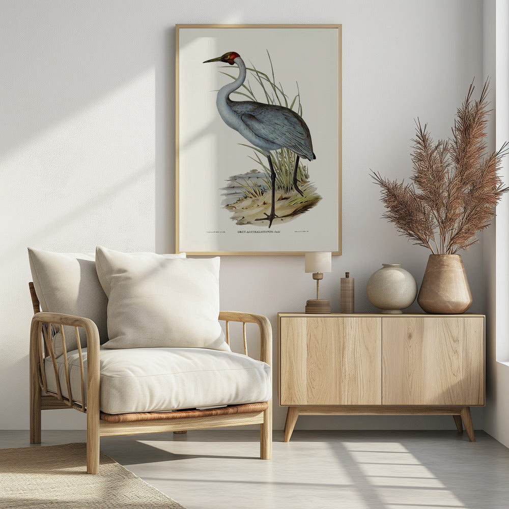 Australian Crane Poster