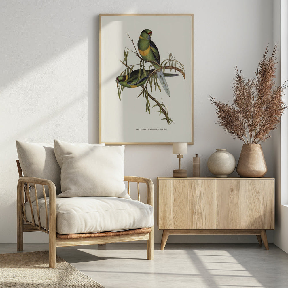 Black Tailed Parakeet Poster