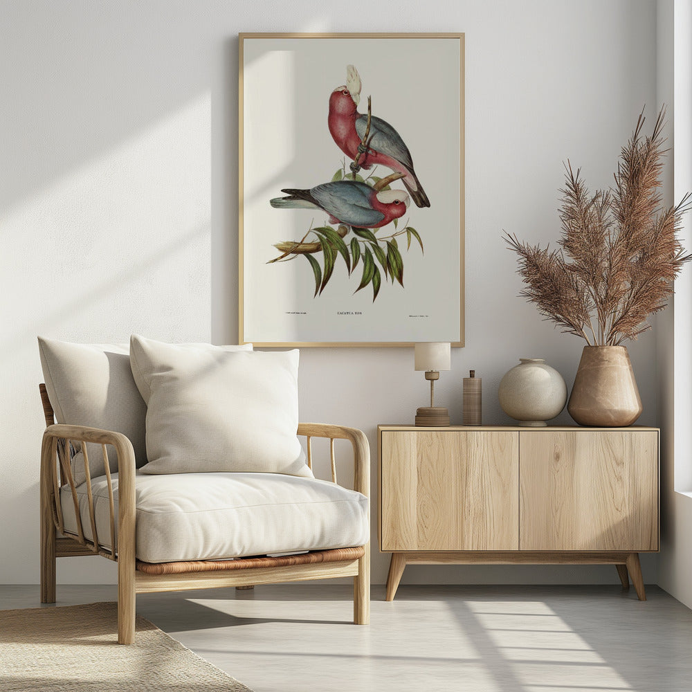 Cacatua Eos Poster