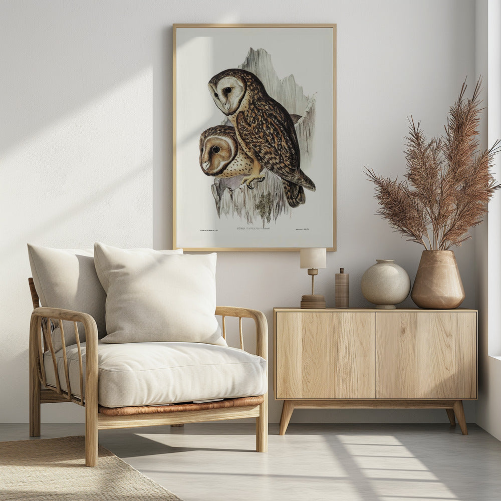 Chestnut Faced Owl Poster