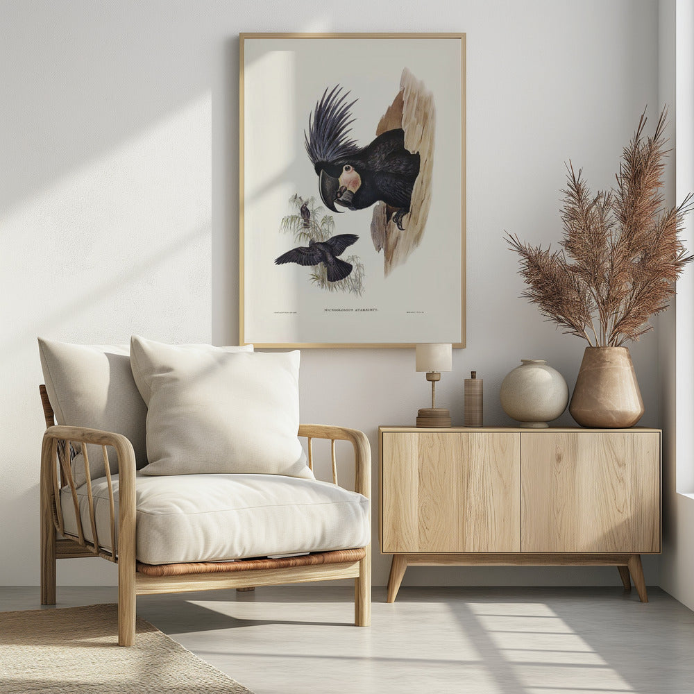 Great Palm Cockatoo Poster