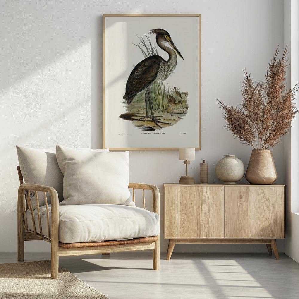 Great Billed Heron Poster