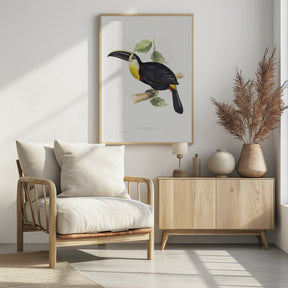 Osculant Toucan Poster