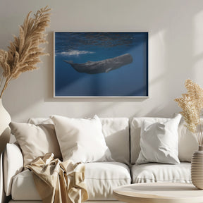 Sperm whale Poster