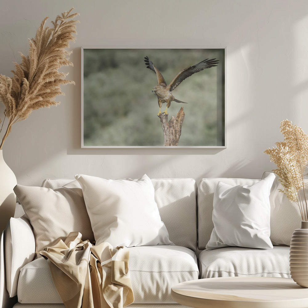 Long Legged Buzzard Poster