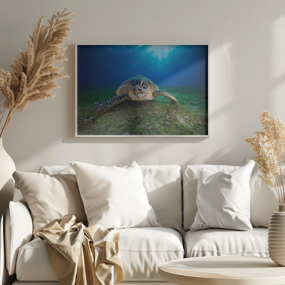 Green turtle Poster