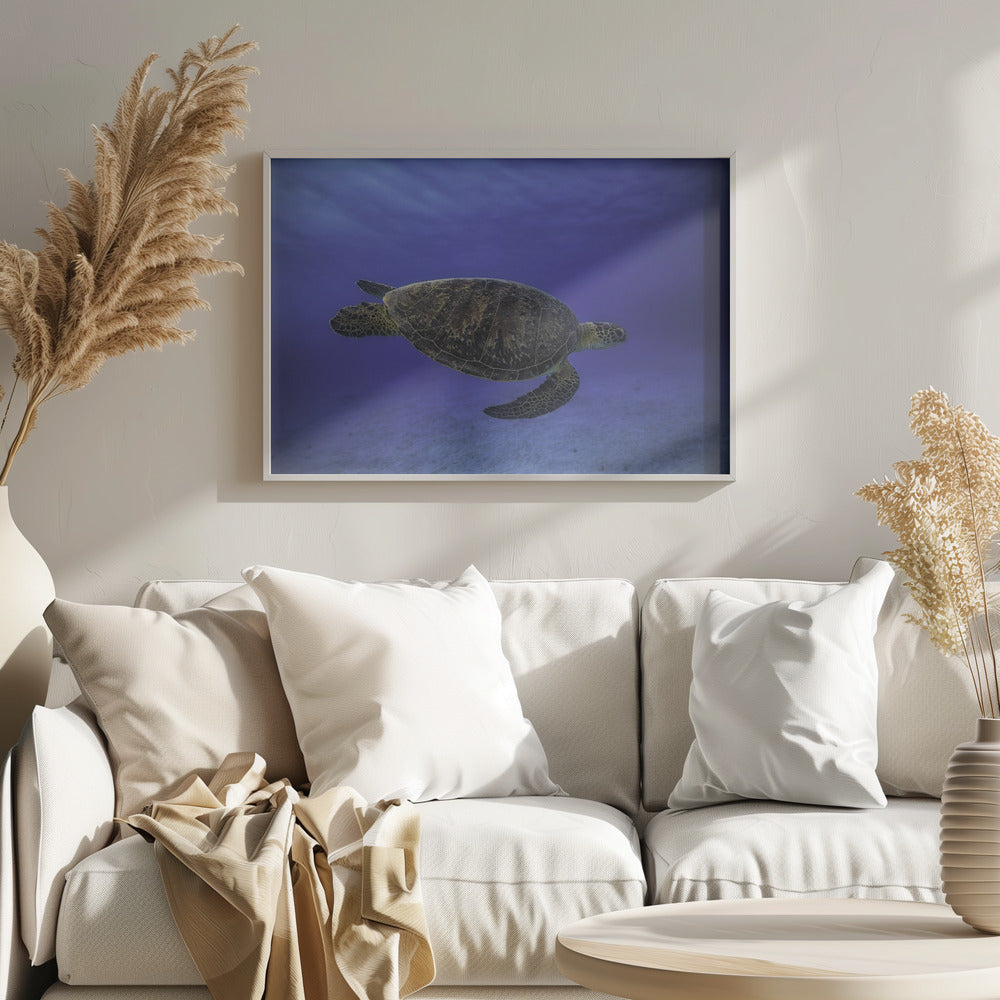 Green turtle in the blue Poster