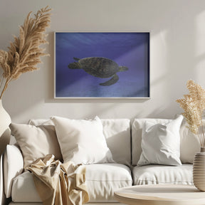 Green turtle in the blue Poster