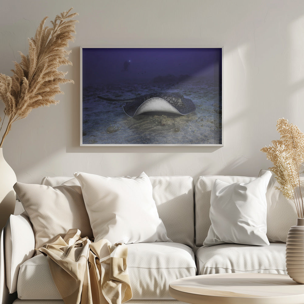 Black-blotched stingray Poster