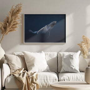 Humpback Whale Poster