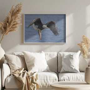 Bald Eagle Catching a Big Fish Poster