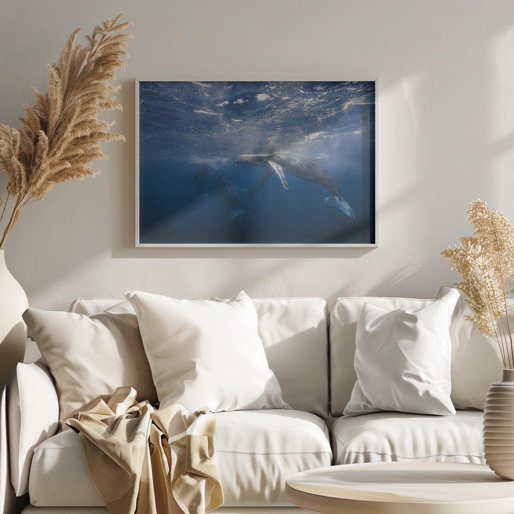 Humpback Whale Poster