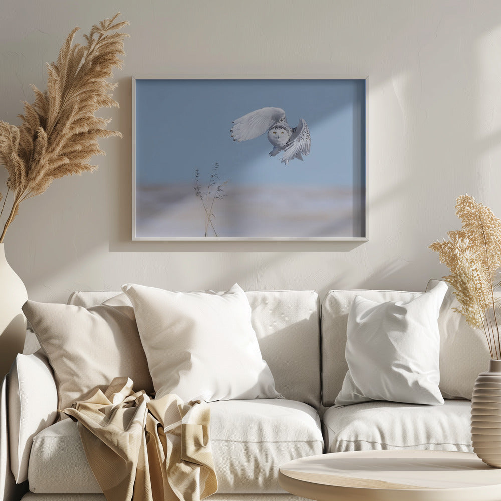 Snowy Owl Poster