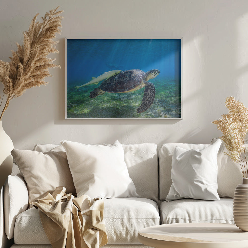 Sea Turtle Poster