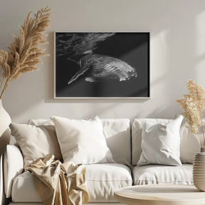 Humpback Whale calf Poster