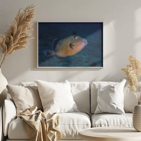 Blue triggerfish Poster