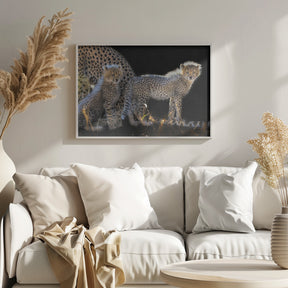 Baby Cheetahs Poster