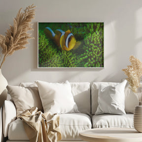 Yellow clownfish on green anemon Poster