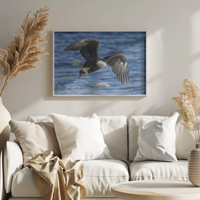 Bald Eagle Catching Fish Poster