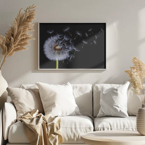 Dandelion Blowing Poster