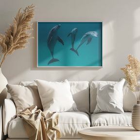 Bottlenose dolphins Poster