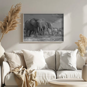 Elephants family Poster