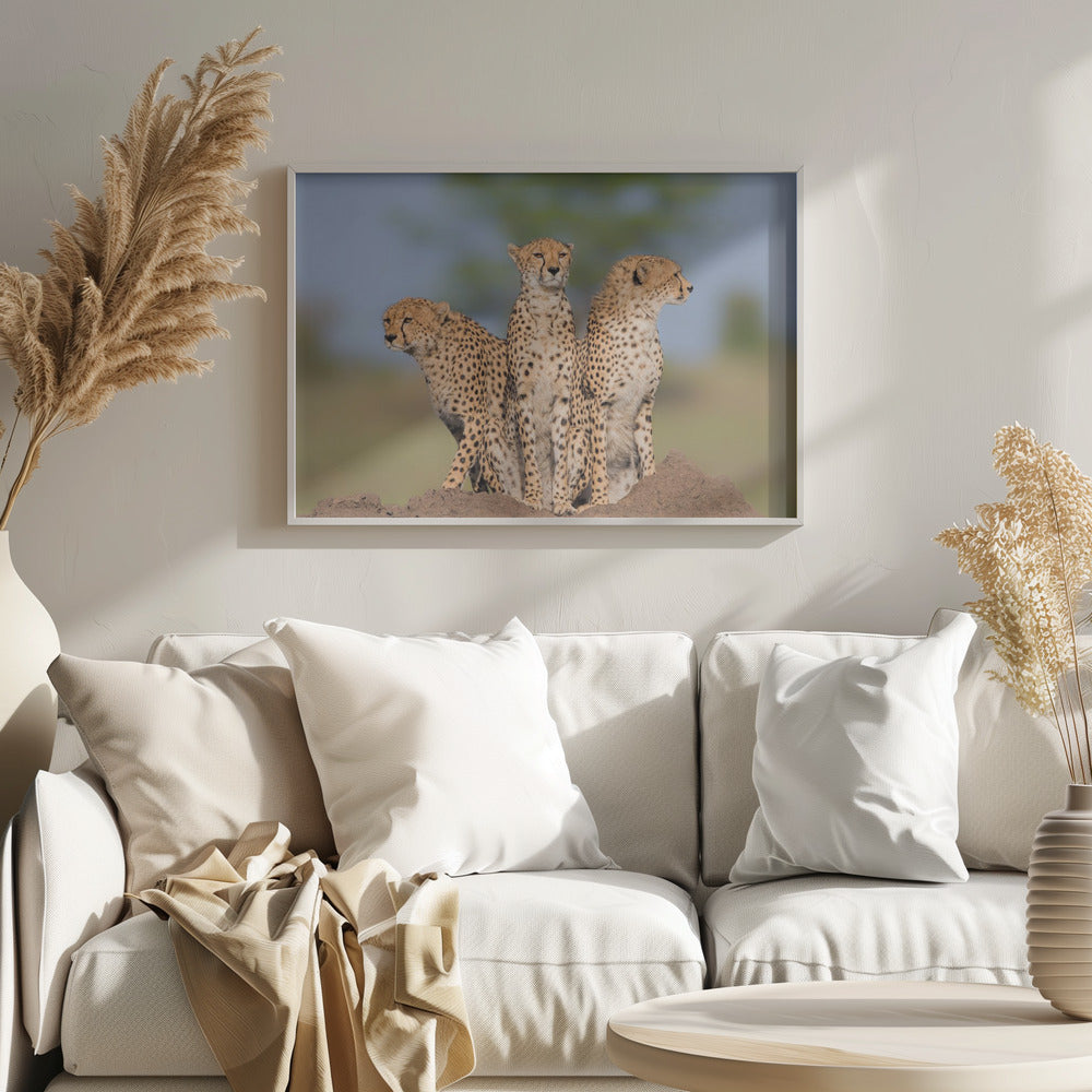 Cheetah Malaika and Her Two Boys Poster