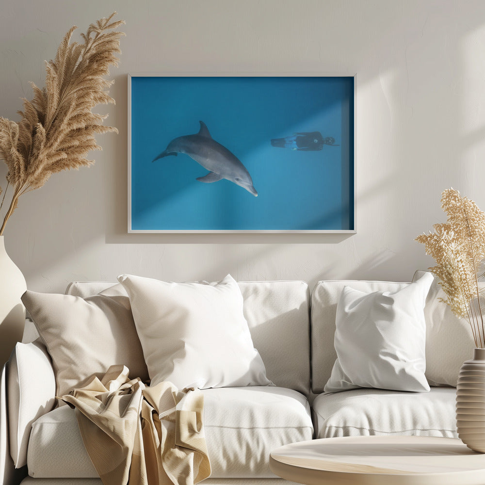 Dolphin and freediver Poster