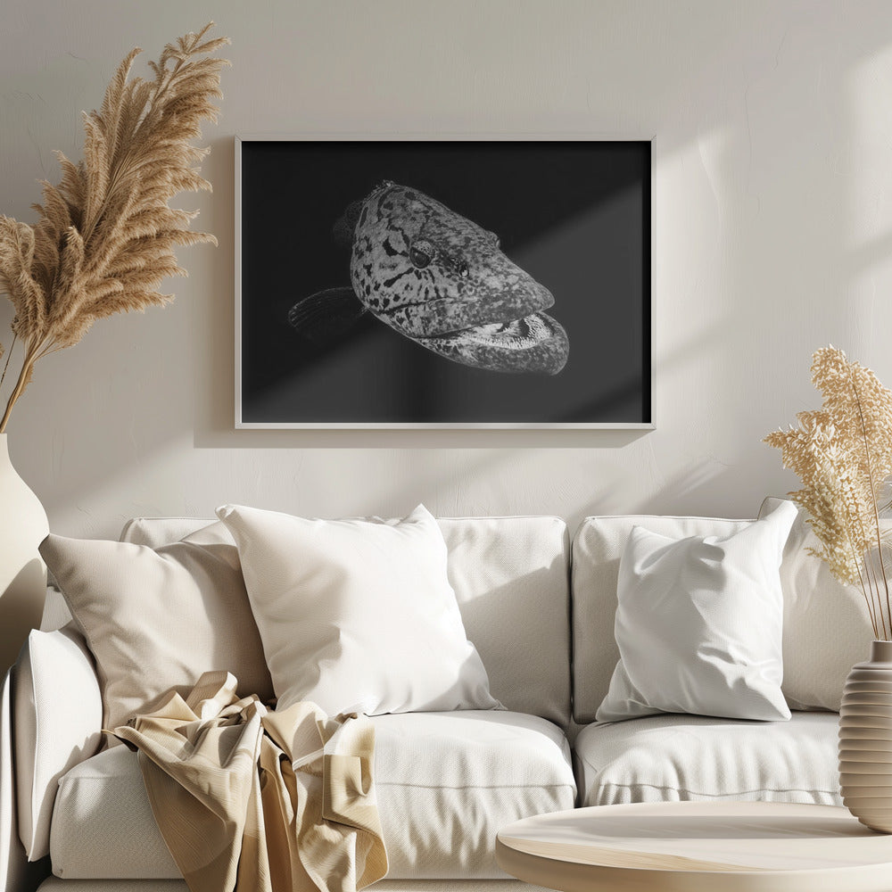 Potato grouper : Black  &amp; White Poster