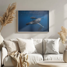 Humpback whale family Poster