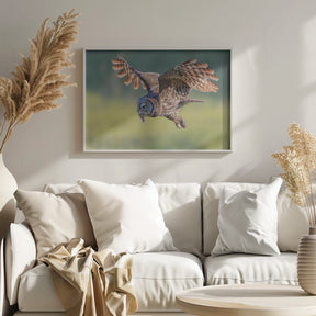 Great Grey Owl Poster