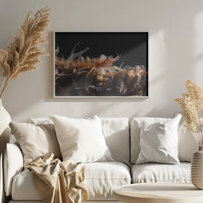 Zanzibar whip coral shrimp Poster