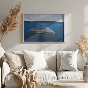 Whale Shark in split level Poster