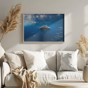 Whale shark escorted by a school of bonito Poster