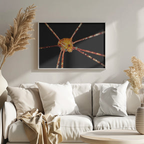 Spider squat lobster Poster