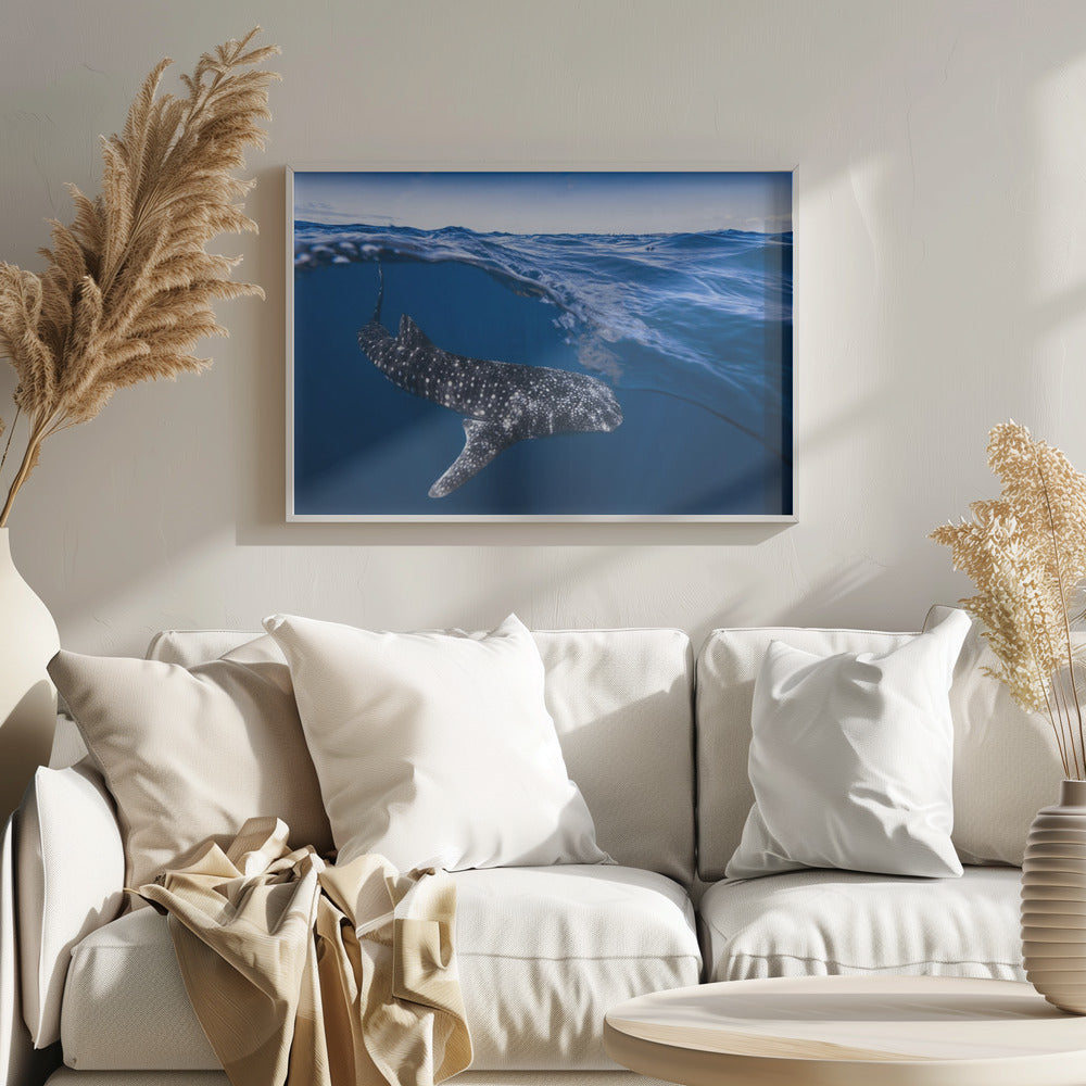 Whale Shark on split level Poster