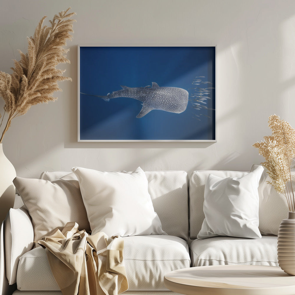 Whale shark and Tuna shoal Poster