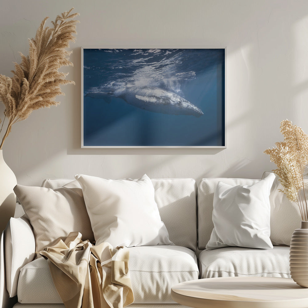 Humpback whale of Réunion Island Poster