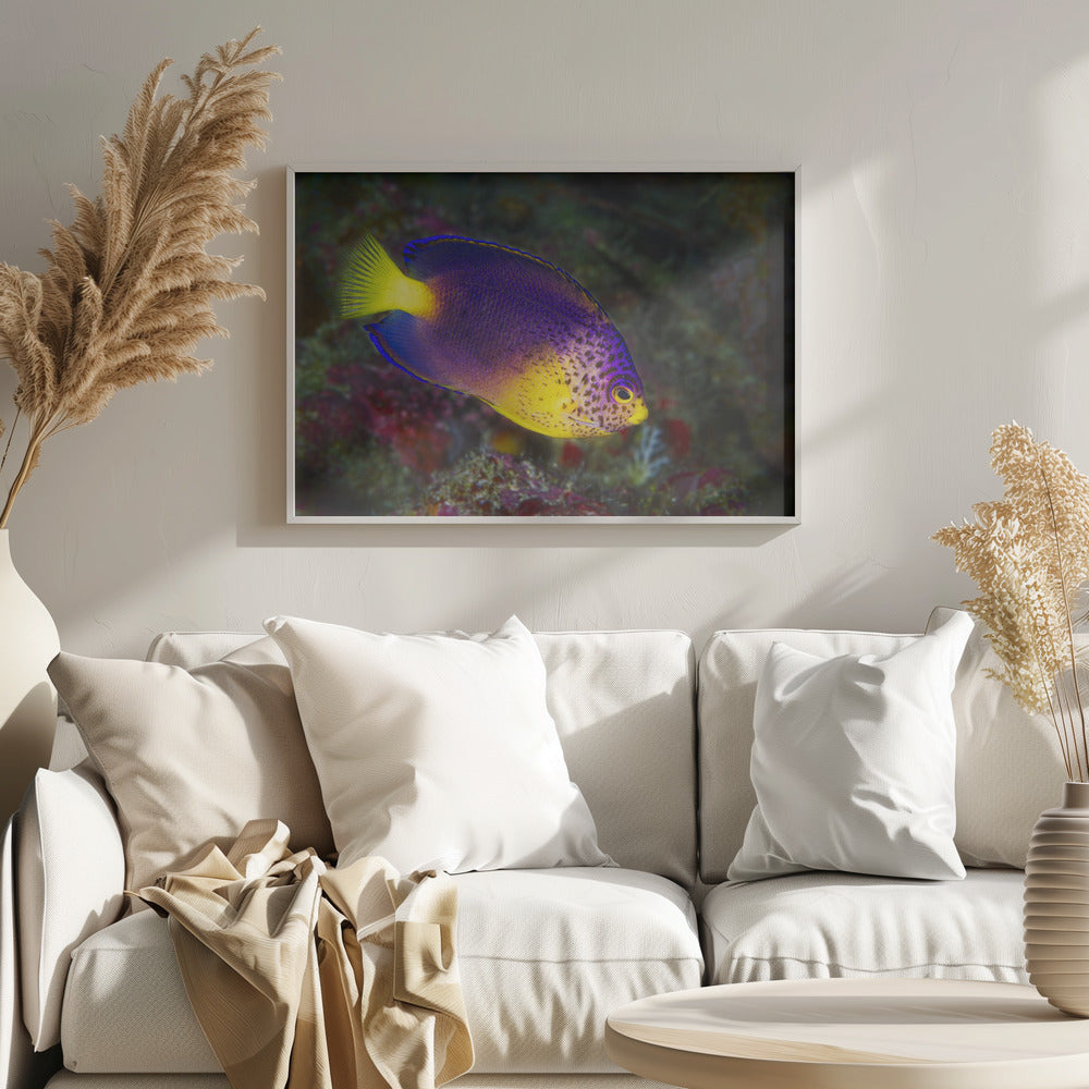 Blue Mauritius angelfish Poster