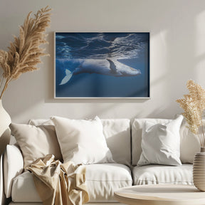 On the surface of the water: a humpback whale Poster