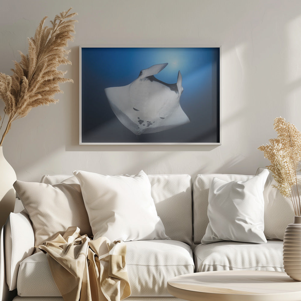 Océanic Manta Ray Poster