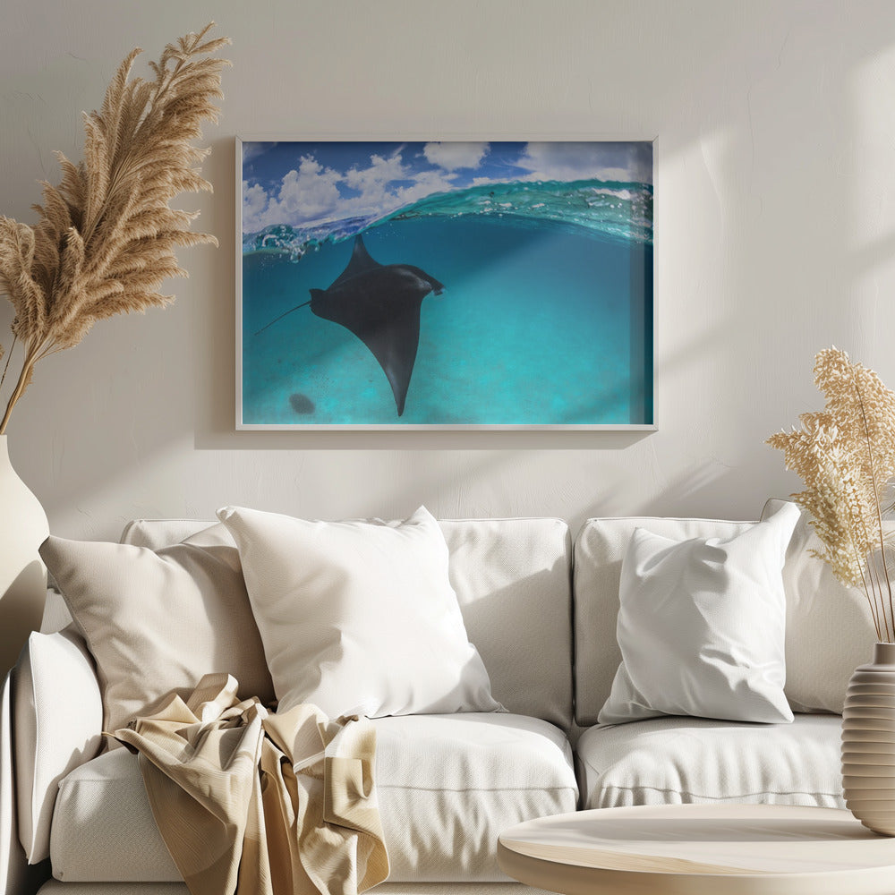 A reef manta ray in Mayotte Poster