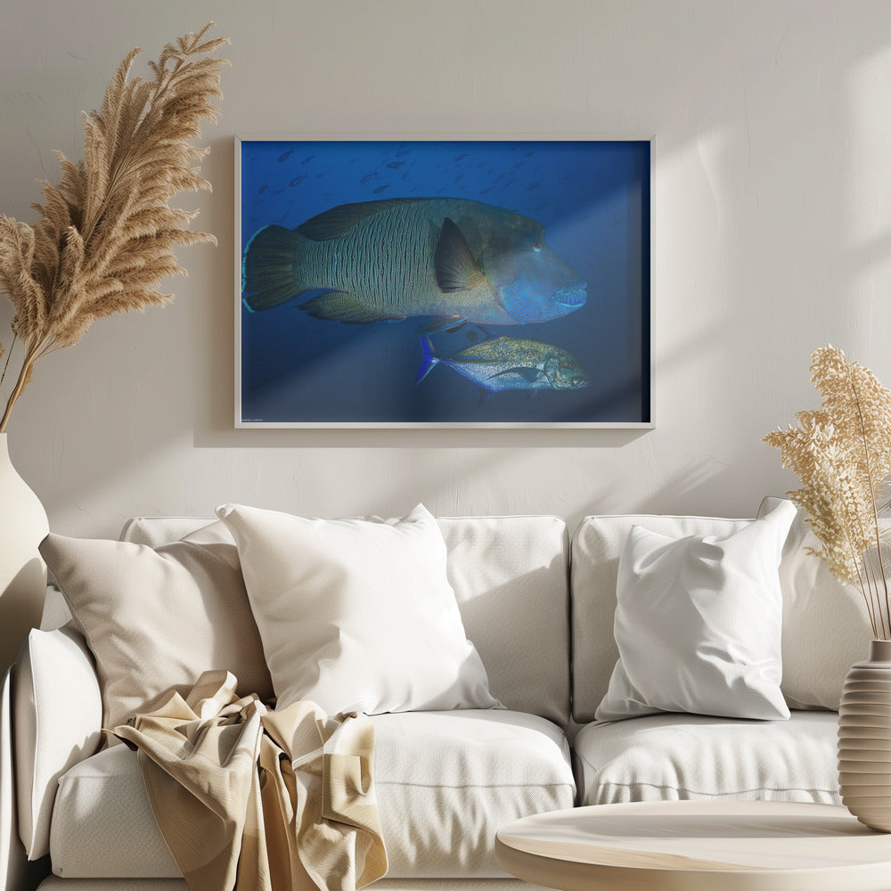 Humphead wrasse Poster